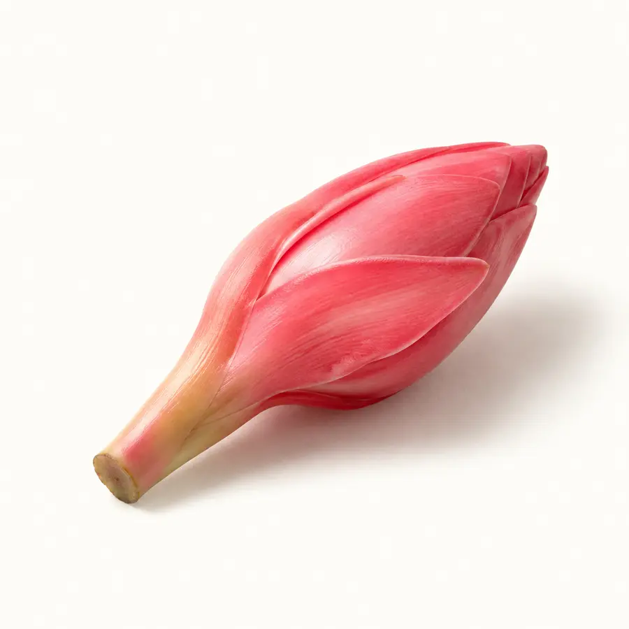Torch Ginger Flower — Bunga Kantan